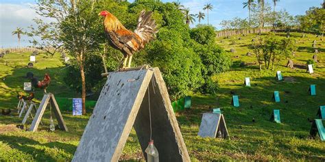 A Quick Guide on Gamefowl Nutrition and Vitamins .